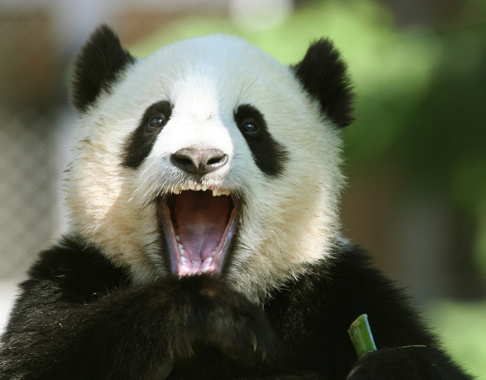 How Google’s Panda 4.0 Update Affects Personal Search Results